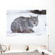 Canada Lynx Crouched On The Snowcovered Ground In Alberta Wall Mural
