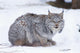 Canada Lynx Crouched On The Snowcovered Ground In Alberta Wall Mural