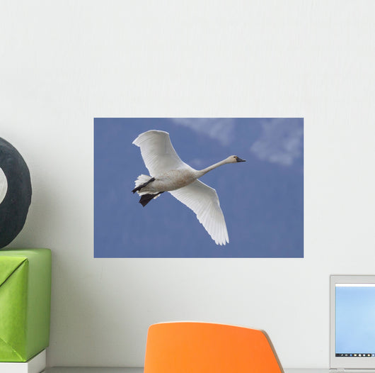 A Tundra Swan Flys Through The Blue Sky Near Portage Wall Mural