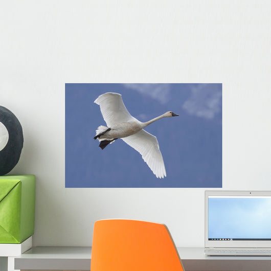 A Tundra Swan Flys Through The Blue Sky Near Portage Wall Mural