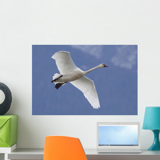 A Tundra Swan Flys Through The Blue Sky Near Portage Wall Mural