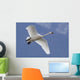A Tundra Swan Flys Through The Blue Sky Near Portage Wall Mural