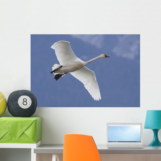 A Tundra Swan Flys Through The Blue Sky Near Portage Wall Mural