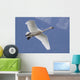 A Tundra Swan Flys Through The Blue Sky Near Portage Wall Mural