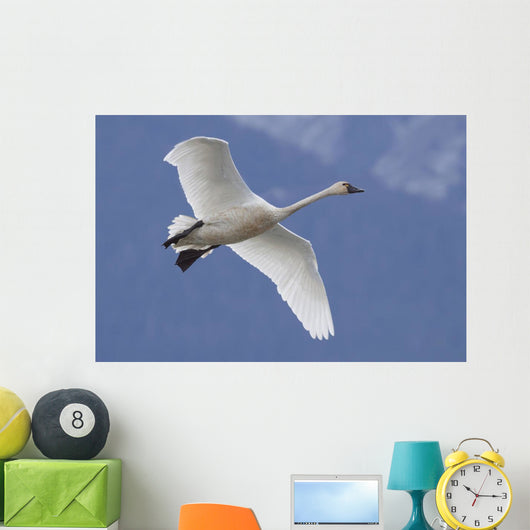 A Tundra Swan Flys Through The Blue Sky Near Portage Wall Mural