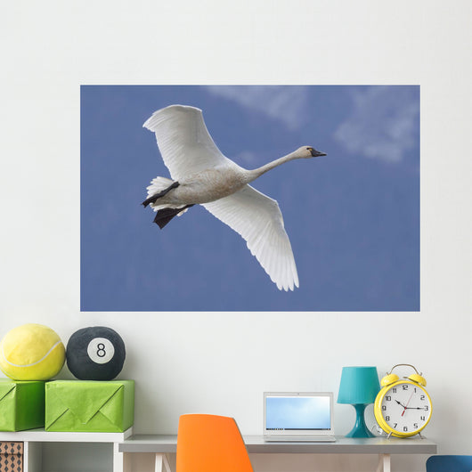 A Tundra Swan Flys Through The Blue Sky Near Portage Wall Mural