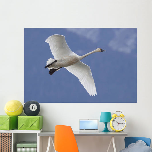 A Tundra Swan Flys Through The Blue Sky Near Portage Wall Mural