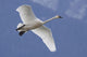 A Tundra Swan Flys Through The Blue Sky Near Portage Wall Mural