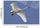 A Tundra Swan Flys Through The Blue Sky Near Portage Wall Mural