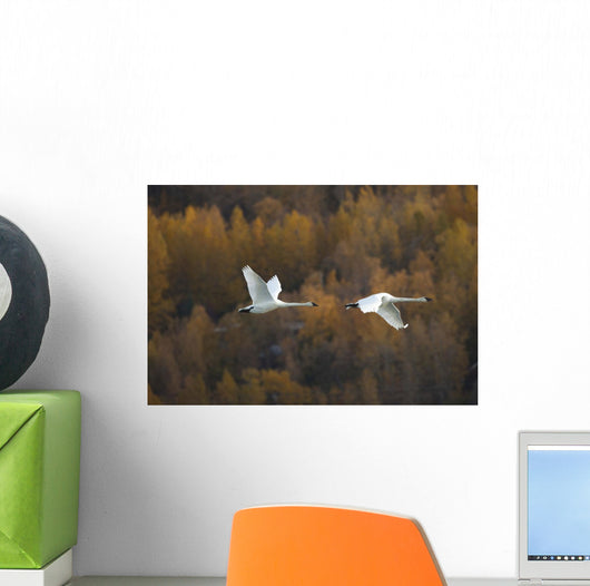Two Adult Trumpeter Swans Fly Over Potter Marsh Near Anchorage Wall Mural
