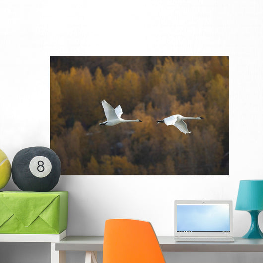 Two Adult Trumpeter Swans Fly Over Potter Marsh Near Anchorage Wall Mural