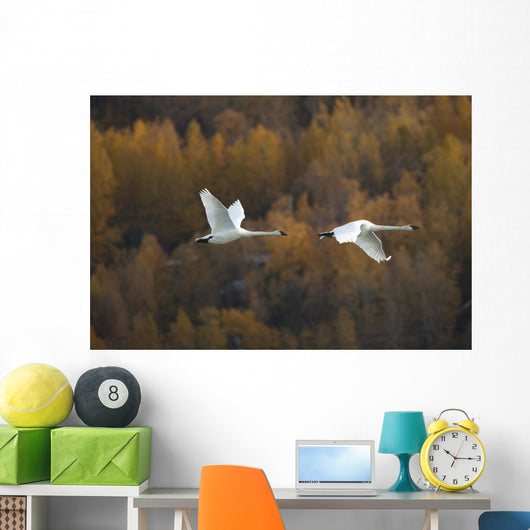Two Adult Trumpeter Swans Fly Over Potter Marsh Near Anchorage Wall Mural
