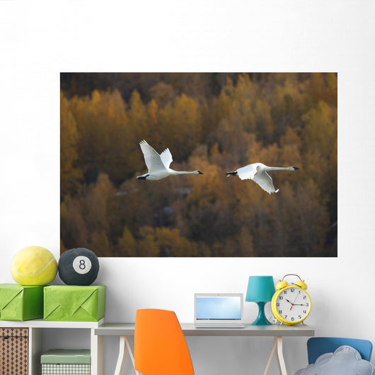 Two Adult Trumpeter Swans Fly Over Potter Marsh Near Anchorage Wall Mural