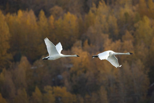 Two Adult Trumpeter Swans Fly Over Potter Marsh Near Anchorage Wall Mural