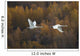 Two Adult Trumpeter Swans Fly Over Potter Marsh Near Anchorage Wall Mural