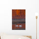 A Pair Of Adult Trumpeter Swans Swim Wall Mural