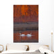 A Pair Of Adult Trumpeter Swans Swim Wall Mural