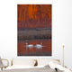 A Pair Of Adult Trumpeter Swans Swim Wall Mural
