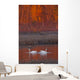 A Pair Of Adult Trumpeter Swans Swim Wall Mural