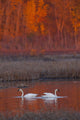 A Pair Of Adult Trumpeter Swans Swim Wall Mural