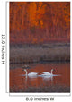 A Pair Of Adult Trumpeter Swans Swim Wall Mural