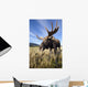 A Wide-Angle Close-Up View Of A Bull Moose Wall Mural