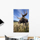 A Wide-Angle Close-Up View Of A Bull Moose Wall Mural