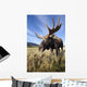 A Wide-Angle Close-Up View Of A Bull Moose Wall Mural