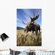 A Wide-Angle Close-Up View Of A Bull Moose Wall Mural