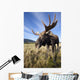 A Wide-Angle Close-Up View Of A Bull Moose Wall Mural
