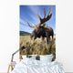 A Wide-Angle Close-Up View Of A Bull Moose Wall Mural