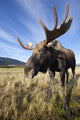 A Wide-Angle Close-Up View Of A Bull Moose Wall Mural