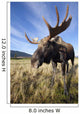 A Wide-Angle Close-Up View Of A Bull Moose Wall Mural