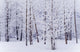 Frost Covered Cottonwood Trees Wall Mural