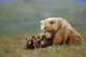 Grizzly Bear Sow W/4 Young Cubs Wall Mural