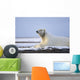 An Adult Polar Bear Rests Along Wall Mural