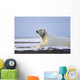 An Adult Polar Bear Rests Along Wall Mural