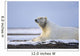 An Adult Polar Bear Rests Along Wall Mural
