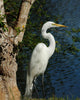 Lakeside Egret Wall Mural