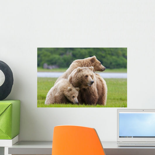 Coastal Brown Bear Sow With Her Two Spring Cubs At Hallo Bay Wall Mural