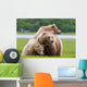 Coastal Brown Bear Sow With Her Two Spring Cubs At Hallo Bay Wall Mural