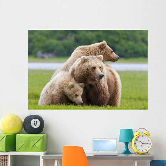 Coastal Brown Bear Sow With Her Two Spring Cubs At Hallo Bay Wall Mural