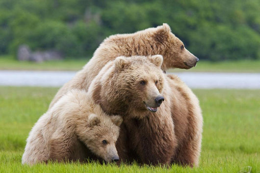 Coastal Brown Bear Sow With Her Two Spring Cubs At Hallo Bay Wall Mural