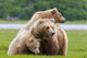 Coastal Brown Bear Sow With Her Two Spring Cubs At Hallo Bay Wall Mural