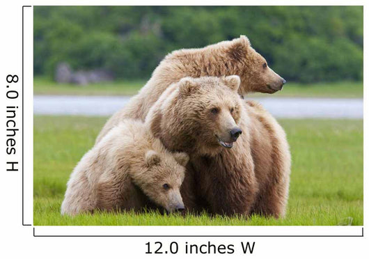 Coastal Brown Bear Sow With Her Two Spring Cubs At Hallo Bay Wall Mural