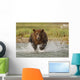 Coastal Grizzly Boar Fishing At Geographic Harbor Wall Mural