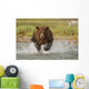 Coastal Grizzly Boar Fishing At Geographic Harbor Wall Mural