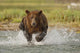 Coastal Grizzly Boar Fishing At Geographic Harbor Wall Mural