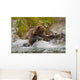 Coastal Brown Bear Sow Fishing At Kinak Bay Wall Mural