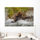 Coastal Brown Bear Sow Fishing At Kinak Bay Wall Mural